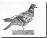 American carrier pigeon "Cher Ami" awarded Distinguished Service Cross
