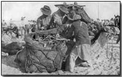 British rations arriving by camel