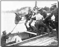 Loading horses onto barges