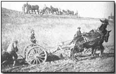 British Army mules in roadmaking operation on the Western Front